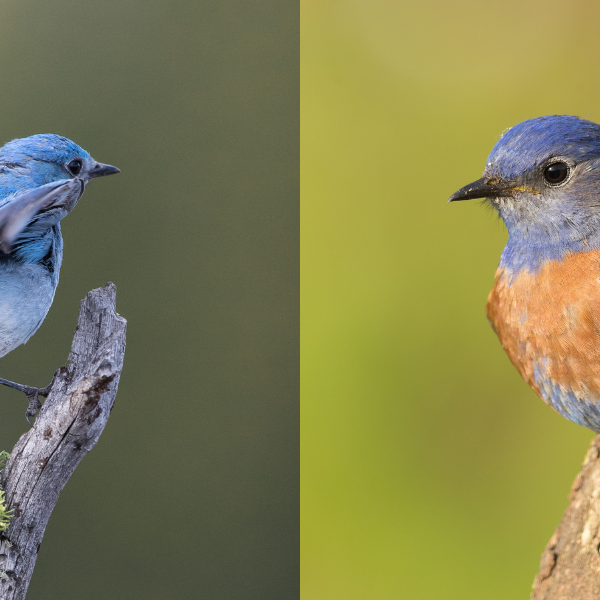Western Bluebird vs. Mountain Bluebird: What’s the Difference?