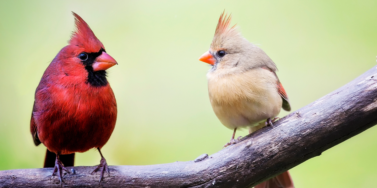 Guide to Attracting Cardinals to Your Backyard — Birdertown