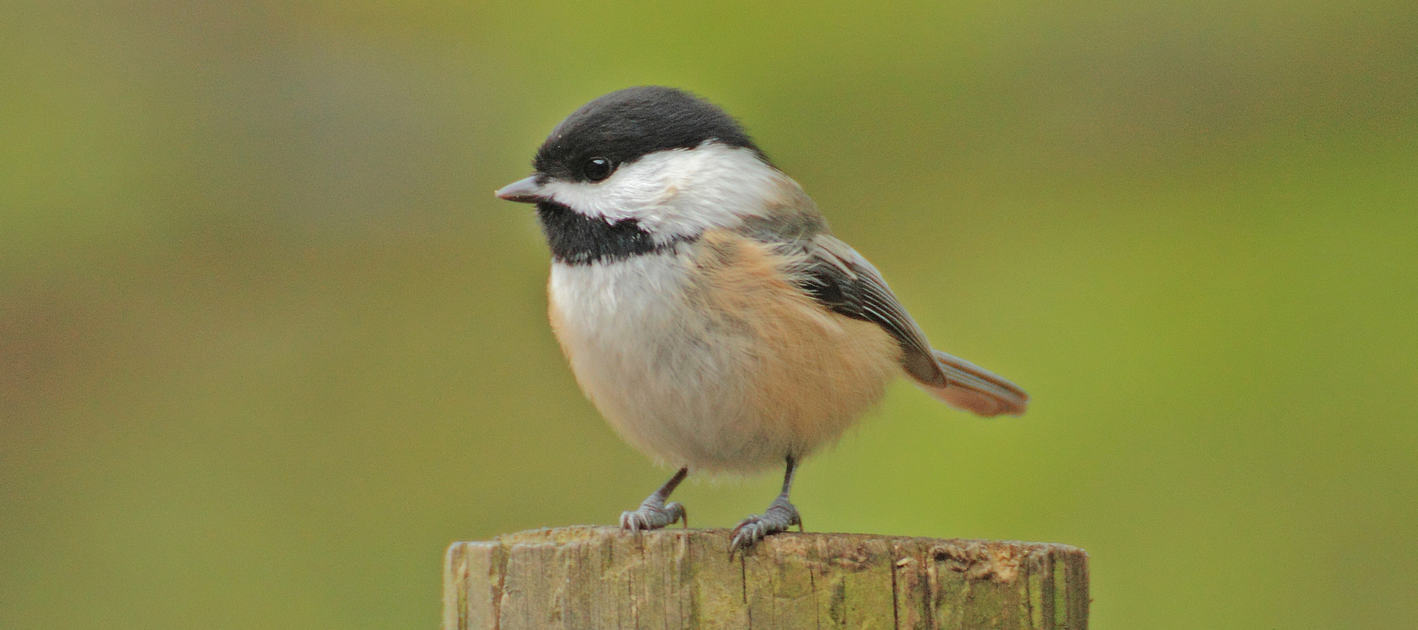 A Guide on How to Attract Chickadees to Your Backyard — Birdertown