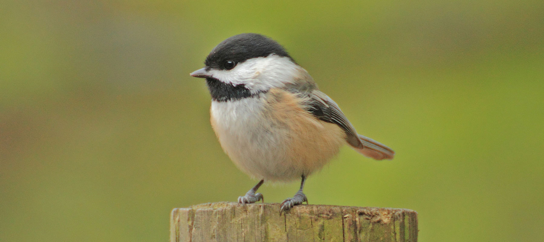 A Guide on How to Attract Chickadees to Your Backyard