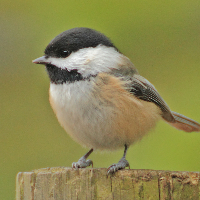 A Guide on How to Attract Chickadees to Your Backyard