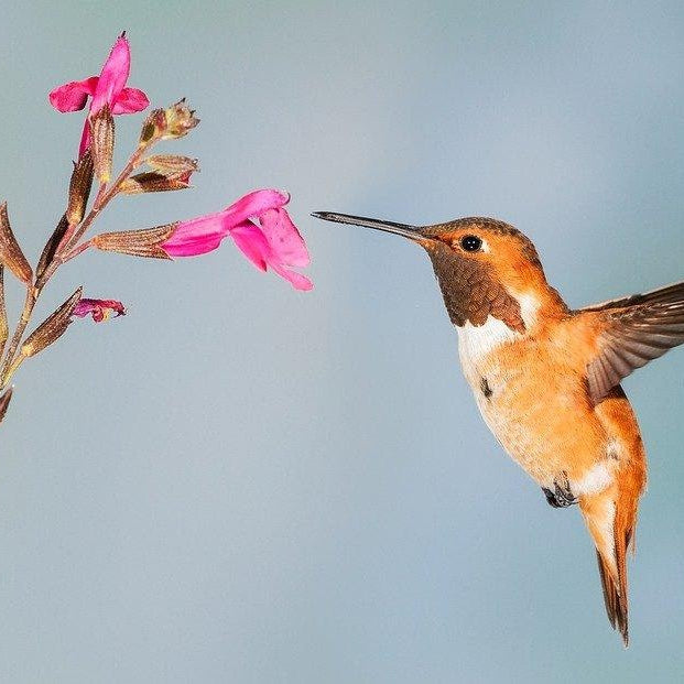 8 Simple Ways To Attract Hummingbirds to Your Backyard