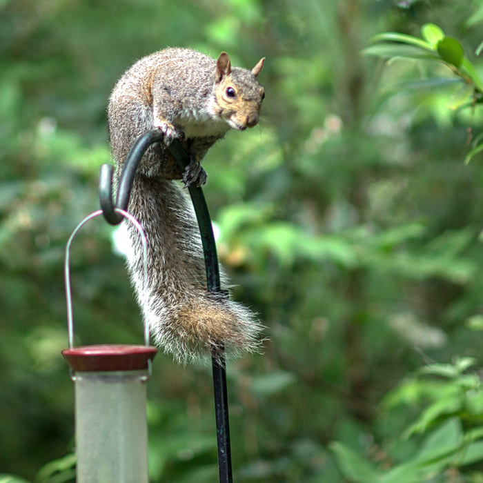 5 Tricks to Keep Squirrels Out of Your Bird Feeders