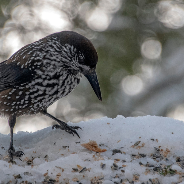 7 Winter Bird Feeding Tips