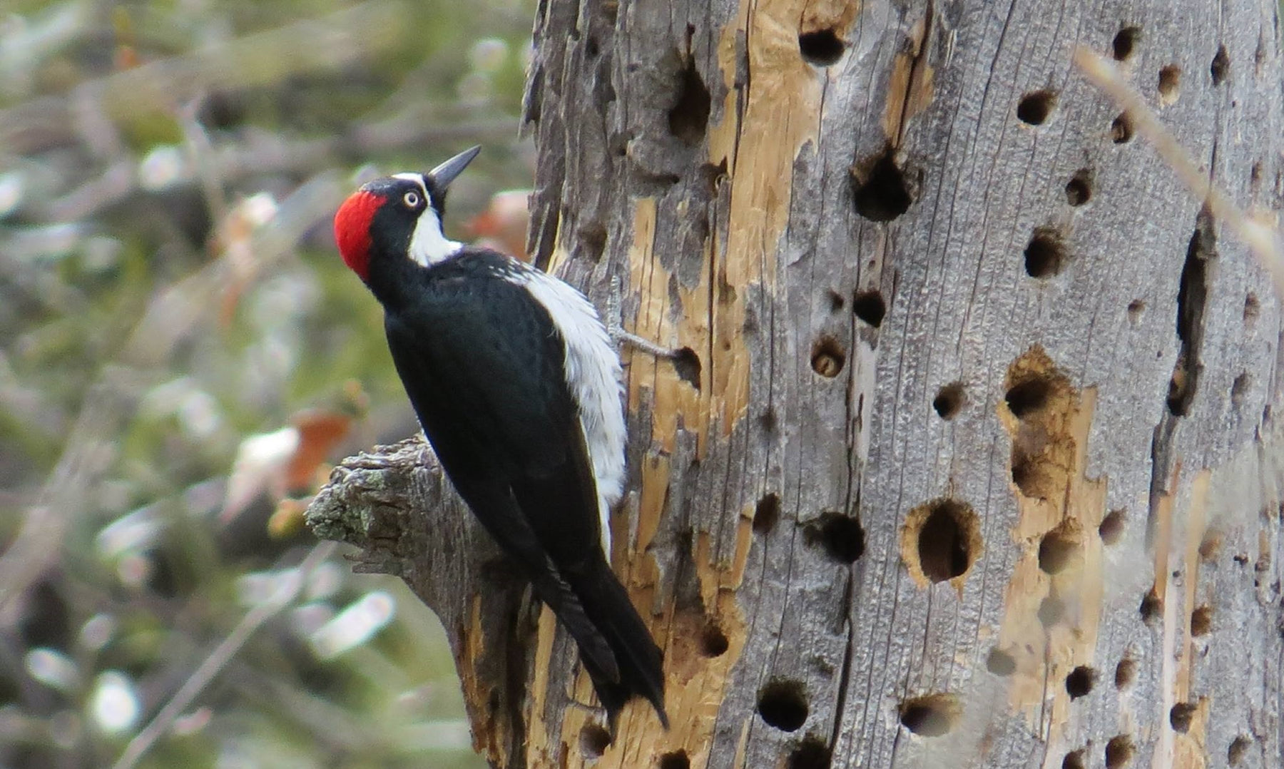 Attracting a Variety of Woodpeckers to Your Backyard