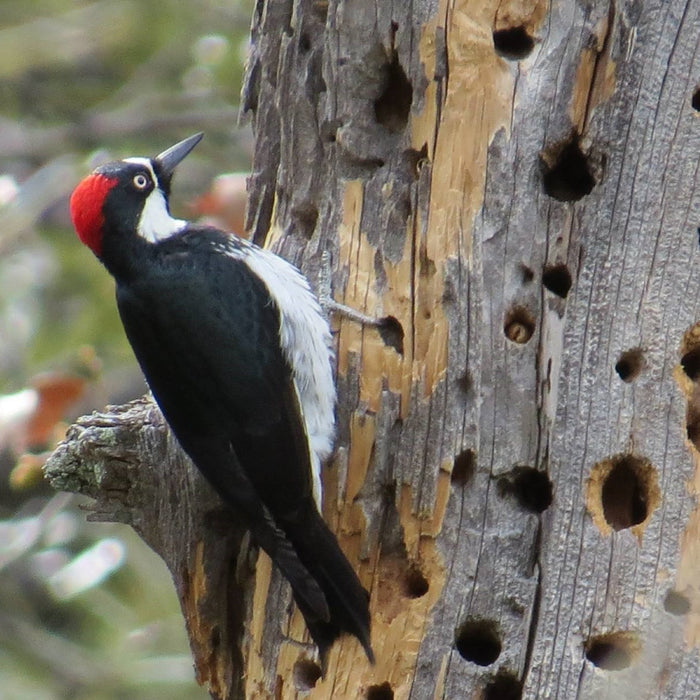 Attracting a Variety of Woodpeckers to Your Backyard