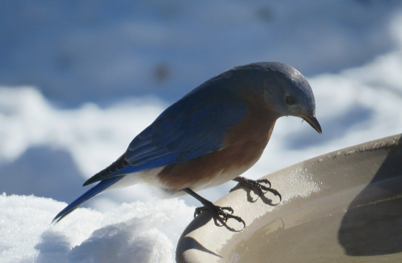 Bluebird perched on a snowy surface