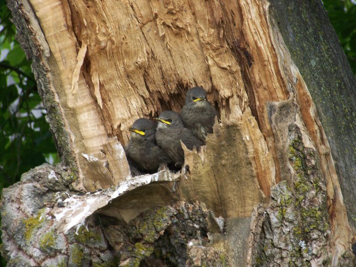 Three European Starling birds perched inside a tree cavity.