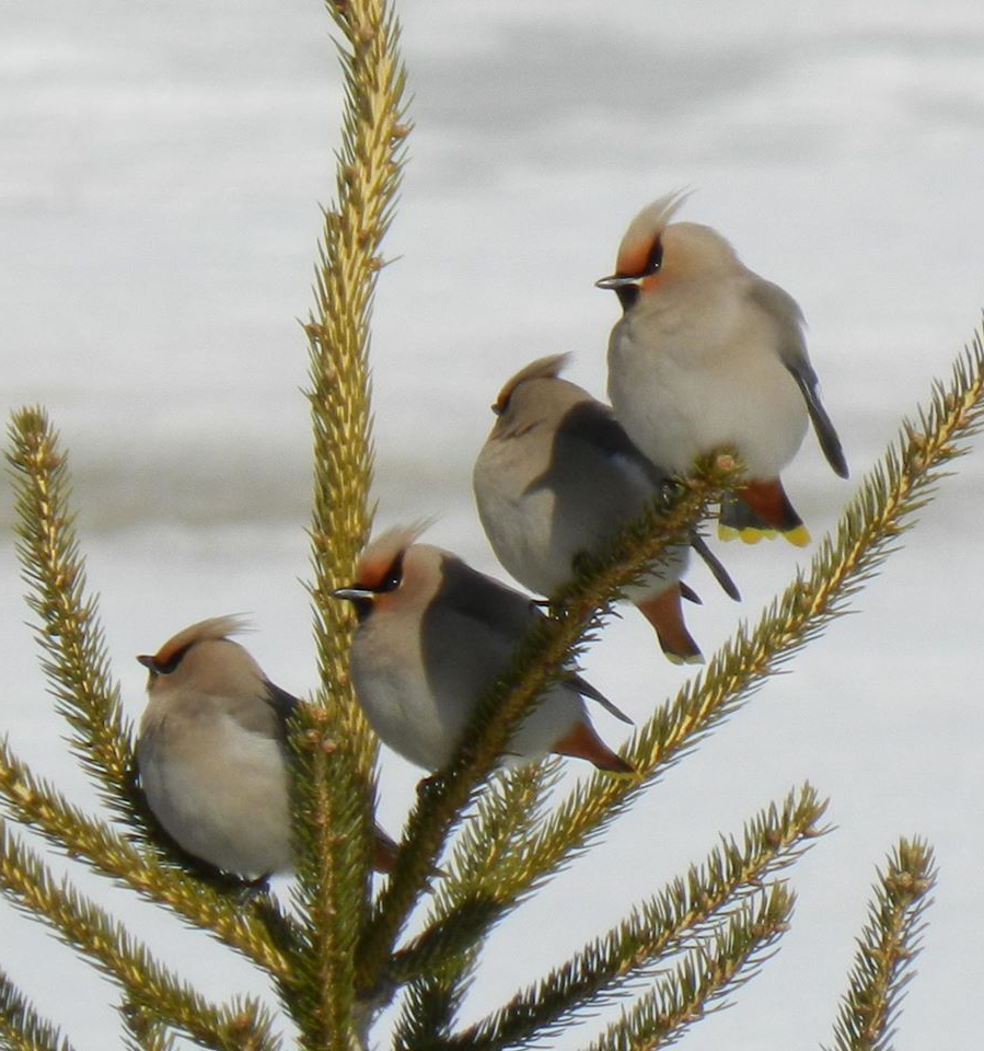 Four birds perched on a branch against a snowy background