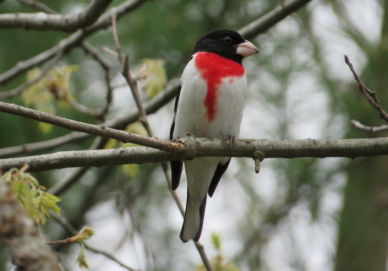 Bird with a red breast and black head perched on a branch