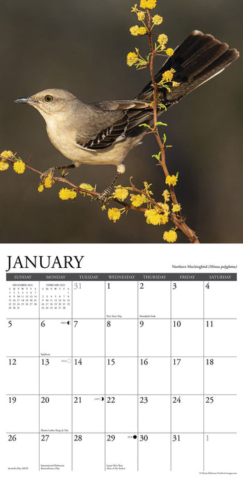 2025 Garden Birds of North America Wall Calendar 12 IN