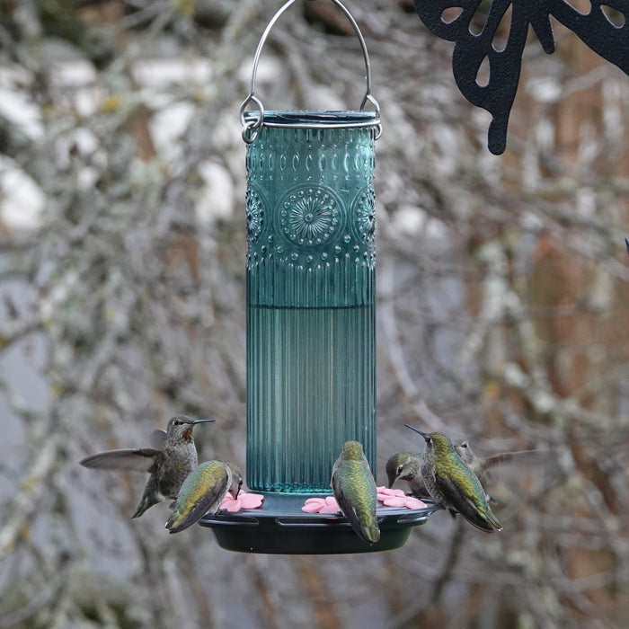 A teal glass bird feeder with a black tray and pink seed pieces, surrounded by four hummingbirds in a natural outdoor setting with blurred tree branches.