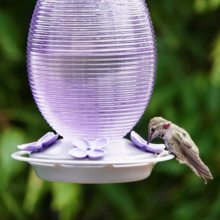 Hummingbird feeding from a purple hummingbird feeder against a green blurred background