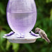 Hummingbird feeding from a purple hummingbird feeder against a green blurred background