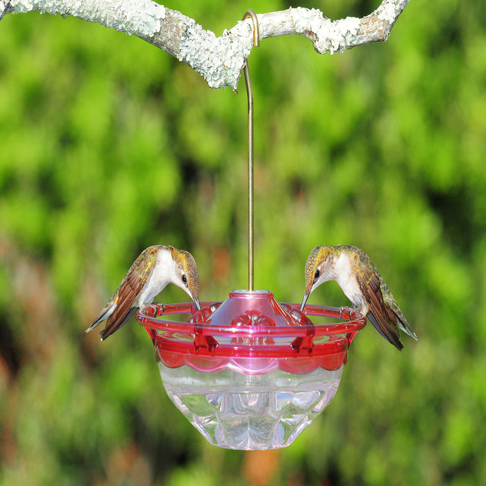 Hummingbird Essentials Bundle - 5-Piece Feeding & Hand-Feeding Kit