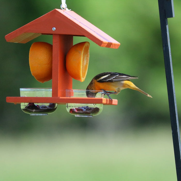 Double Fruit and Jelly Feeder