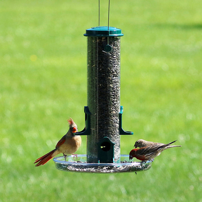 Two birds at a bird feeder against a green background