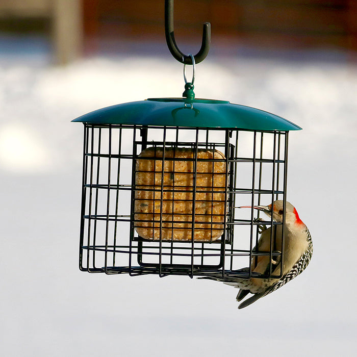 Bird perched on a bird feeder with a blurred snowy background