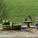 Birds around a green bird bath and a bird feeder on a wooden deck with grass in the background.