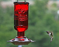 Red Elixir Glass Hummingbird Feeder 13 OZ