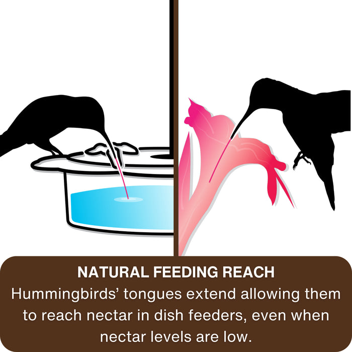 Illustration of a hummingbird reaching into a dish feeder with blue liquid and another hummingbird approaching a pink flower.