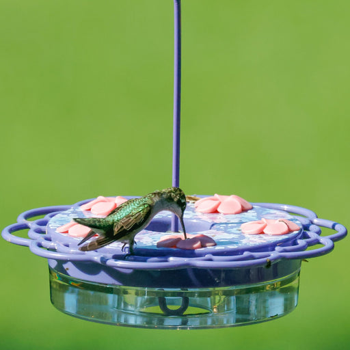 Hummingbird feeding from a purple and clear hummingbird feeder against a green background