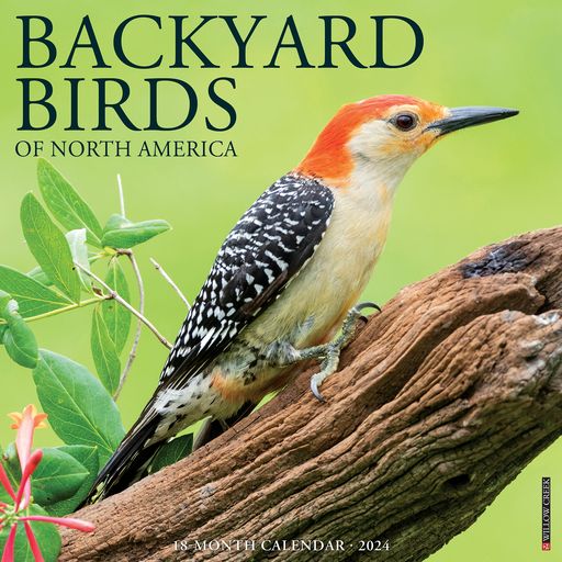 2024 Backyard Birds Wall Calendar 12 IN X 12 IN
