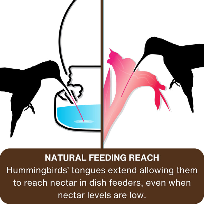 Illustration of a hummingbird reaching for nectar in a dish feeder and a flower, with text explaining natural feeding reach.