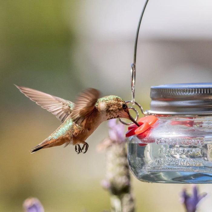 Hummingbird feeding from a hummingbird feeder with a blurred natural background