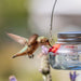 Hummingbird feeding from a hummingbird feeder with a blurred natural background