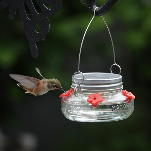 Hummingbird feeding from a mason jar hummingbird feeder with a blurred green background