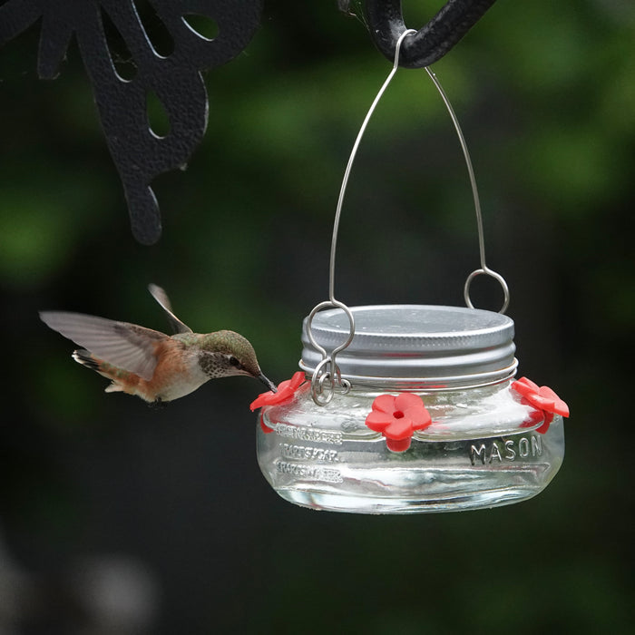 Hummingbird feeding from a mason jar hummingbird feeder with a blurred green background