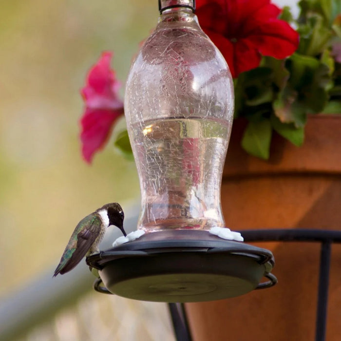 Hummingbird perched on a glass hummingbird feeder with flowers in the background