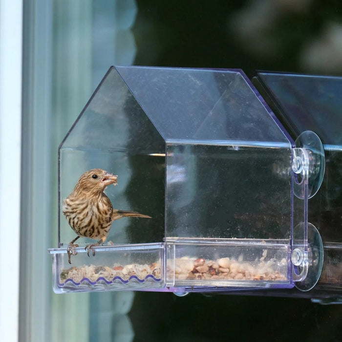 Clear bird feeder with a small bird perched on it, set against a blurred outdoor background.