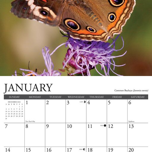 2024 North American Butterflies Wall Calendar 12 IN