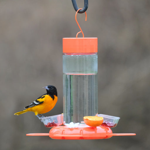 Bird perched on a colorful bird feeder with a blurred natural background