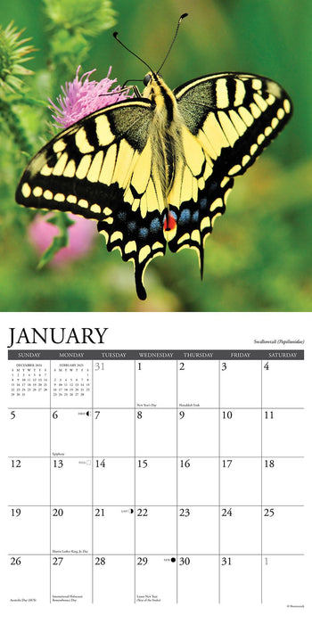 2025 Butterflies of North America Wall Calendar 12 IN