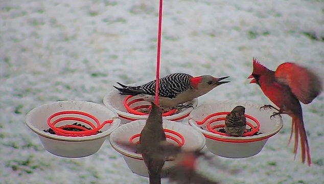 Spiral Bird Quad Spiral Hanging Bird Feeder