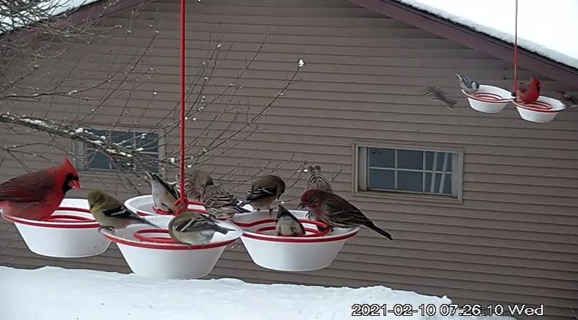 Spiral Bird Quad Spiral Hanging Bird Feeder