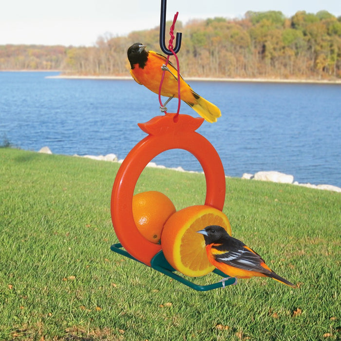 Bird feeder with oranges and birds perched on it by a lake