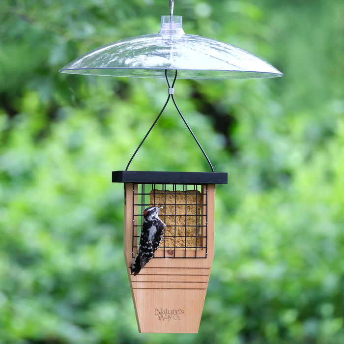 A wooden bird feeder with a clear dome-shaped rain cover and black hanging wires, shown outdoors with a small black-and-white bird perched on the feeder. The background is a soft-focus green garden.