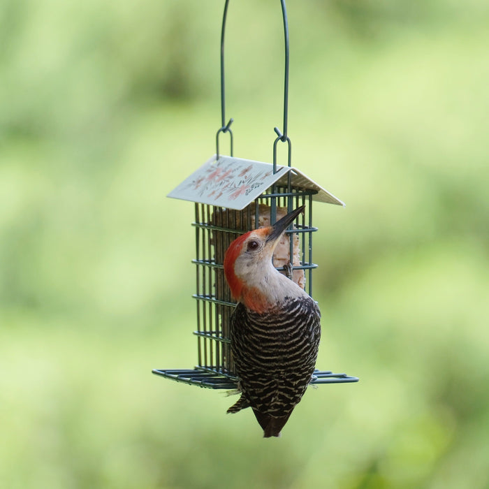 Woodpecker perched on a bird feeder with a blurred green background