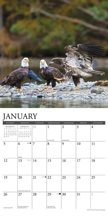 2025 Eagles Wall Calendar 12 IN