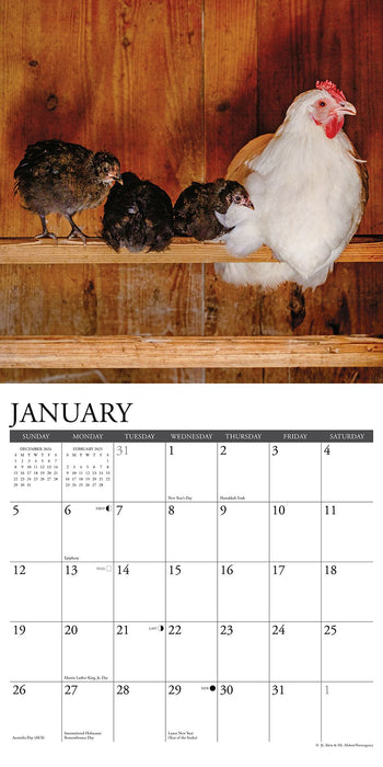 2025 Just Us Chickens Wall Calendar 12 IN