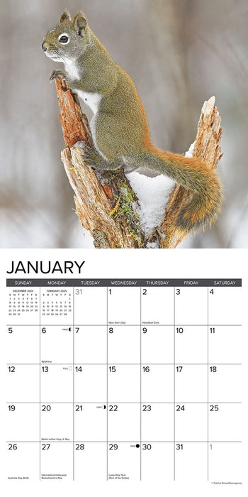 2025 Squirrels Wall Calendar 12 IN