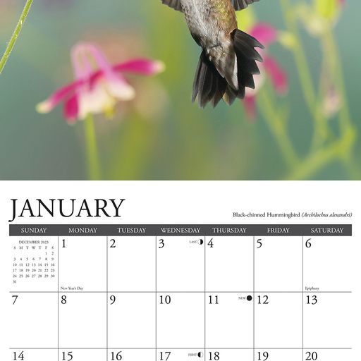2024 Hummingbirds Wall Calendar 12 IN x 12 IN