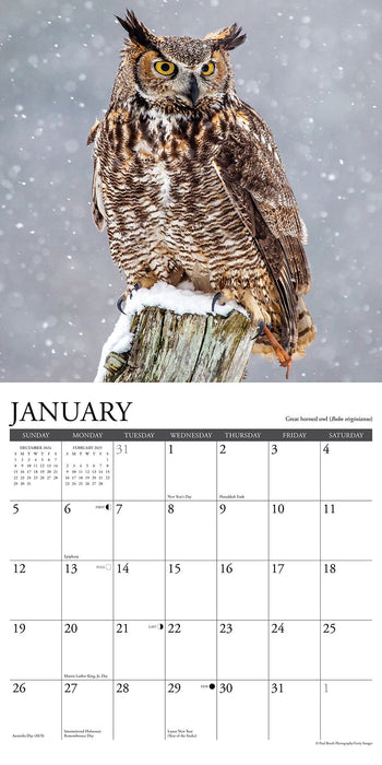 2025 Owls Wall Calendar 12 IN