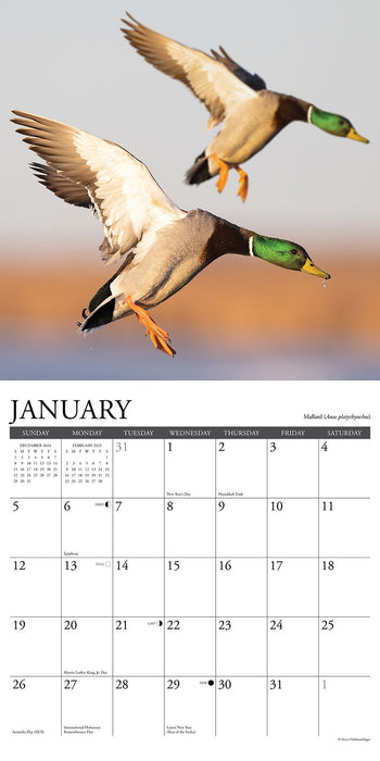 2025 Waterfowl Wall Calendar 12 IN