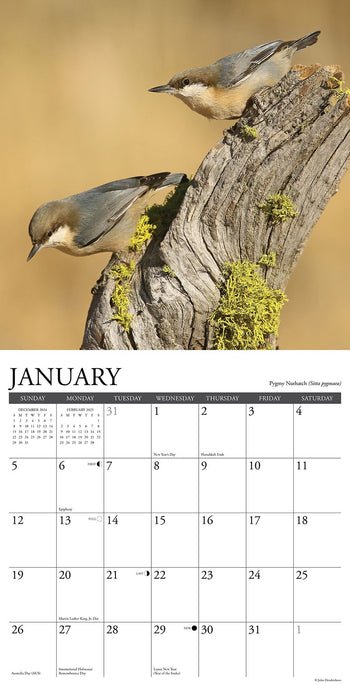 2025 Backyard Birds of North America Wall Calendar 12 IN