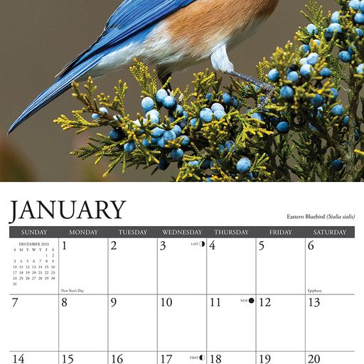 2024 Garden Birds Wall Calendar 12 IN x 12 IN